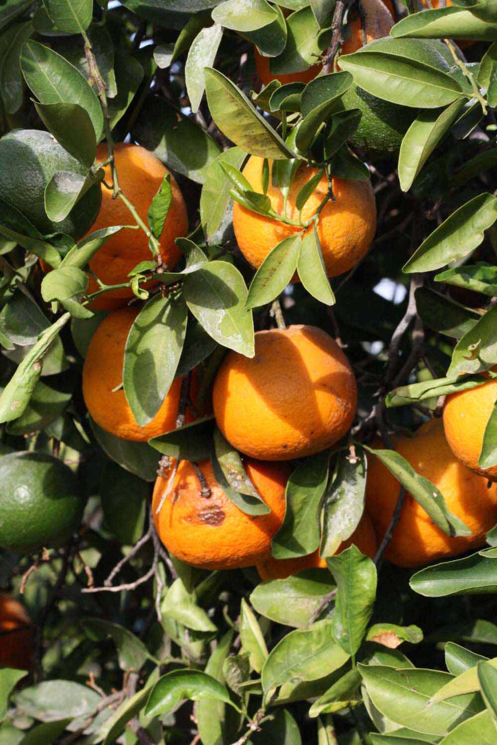            Fruit (Riverside, CA)   